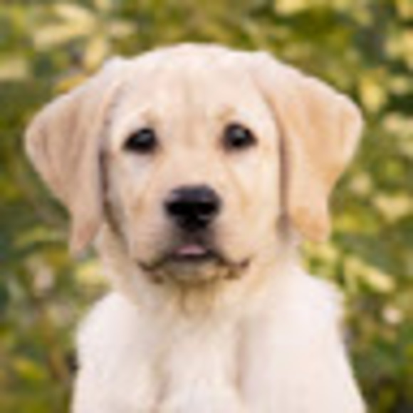 Meet your Posher, Shakira - Picture 1 of 1